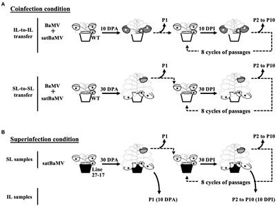 Trade-off between local replication and long-distance dissemination during experimental evolution of a satellite RNA